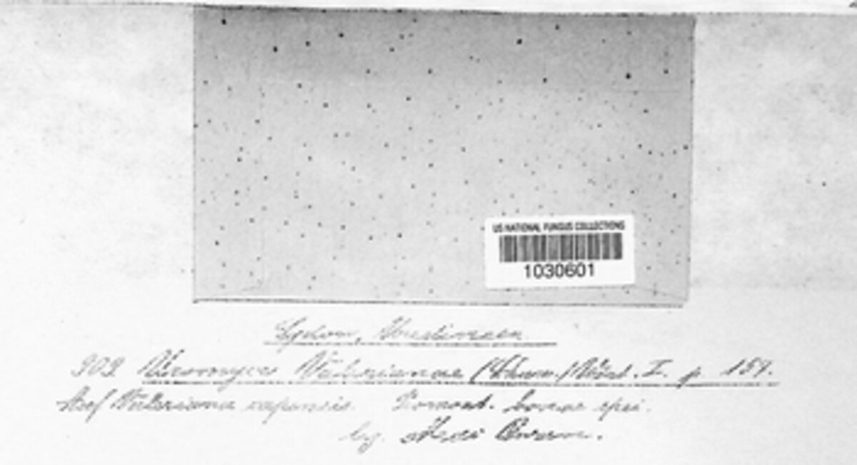 Uromyces valerianae image